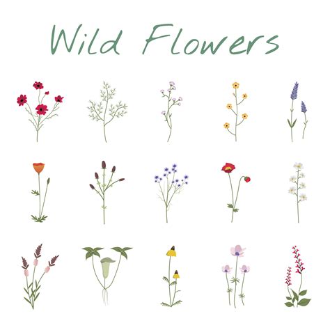 Illustrated Wild Flowers Download Free Vectors Clipart Graphics