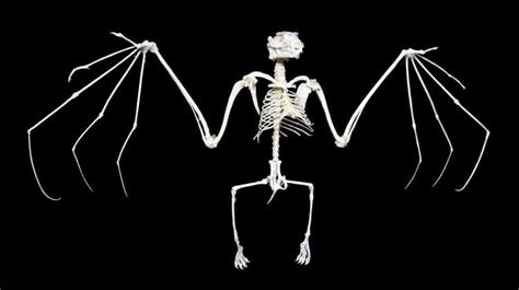 Bat Anatomy 101 The Various Bones Of The Wing And Skeleton 2023