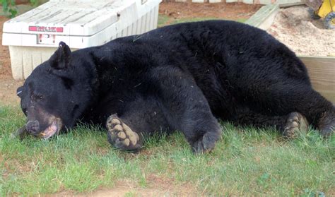 550 Pound Black Bear Largest Ever Recorded In Lancaster County