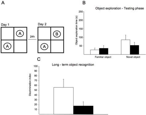 A Schematic Representation Of The Object Recognition Test Mice Are