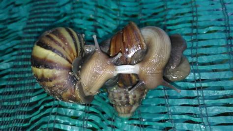 How Do Snails Reproduce 2024 Research Reveals Slimy Facts