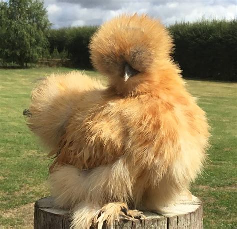 Breeder Of Quality Pekin Bantams Frizzle Pekins And Miniature Bearded Silkies In Herefordshire