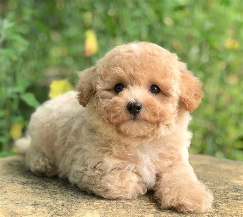 Mini Poodle Puppy Adopted In Born 122122 Cream Color Forever Love