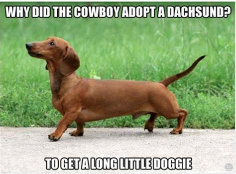 Cute And Funny Pictures And More Little Dogie Dachshund Wiener Dog Joke