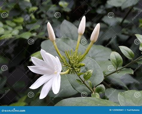 White Jasmine Flowers In Garden Stock Image Image Of Decoration