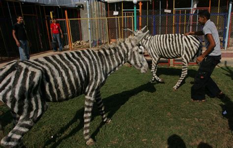 Donkeys Painted As Zebras At Gaza Zoo