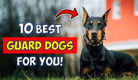 10 Best Guard Dog Breeds For First Time Owners