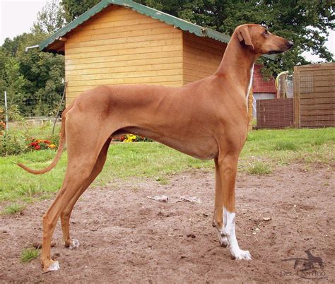 ¿cual es el buque de pasajeros más rápido del mundo? EL PERRO MAS... DEL MUNDO: EL PERRO MAS RAPIDO DEL MUNDO