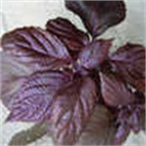 If you don't know what those taste like, let me ask you… have you ever had sarsaparilla? Plant Identification:SOLVED: Purple leaf, licorice smell