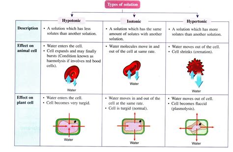 Each eukaryotic cell consists of a plasma it transports nutrients made during photosynthesis to all parts of a plant. CIKGU ZAZA CORNER: Effect of hypotonic, isotonic ...