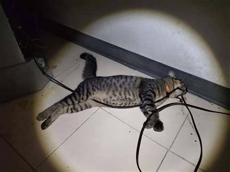 Poor Dead Cat Found With Nibbled Power Cable In Mouth Viraltab