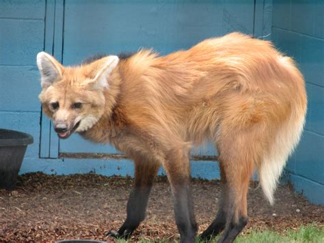 Animals Of The Pampas Maned Wolf Zoochat
