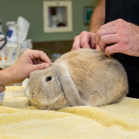 Avian and exotic animal care facebook. Avian and Exotic Animal Care - Home | Facebook