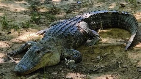 Sc Cops Release New Details In Fatal Alligator Attack Charlotte Observer