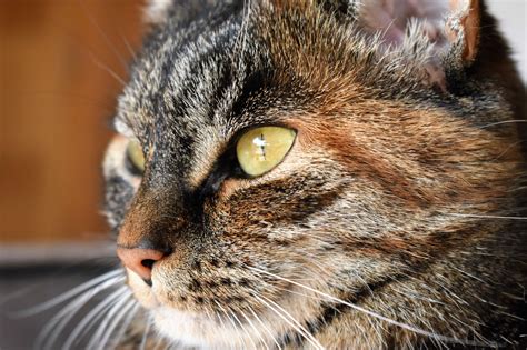 Wallpaper Face Nose Whiskers Wild Cat Eye Fauna Vertebrate