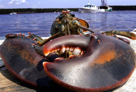 Consumer prices in australia are 99.81% higher than in malaysia. A big shift is coming to the Maine lobster population ...