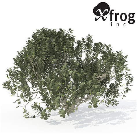 Xfrogplants Fig 3d Model Cgtrader
