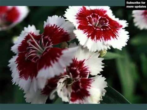 Plant a whole section of white flowers for maximum impact, preferably where you sit in the evenings so you can enjoy their subtle. Collection Of Color Red - Red & White Flowers - YouTube
