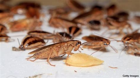Gangsters Unleash Cockroach Attack On Restaurant In Thailand Coast To Coast Am