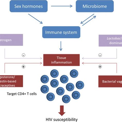 the sex hormone microbiome immune system axis in the female genital download scientific diagram