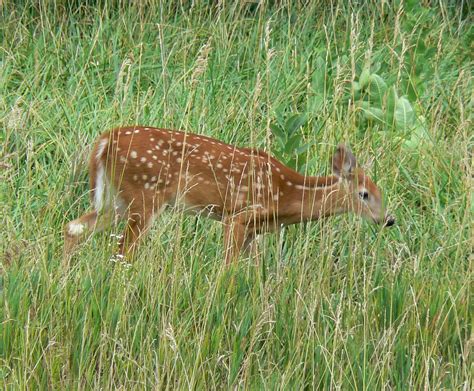 Filewhite Tailed Deer Nebraska Wikimedia Commons