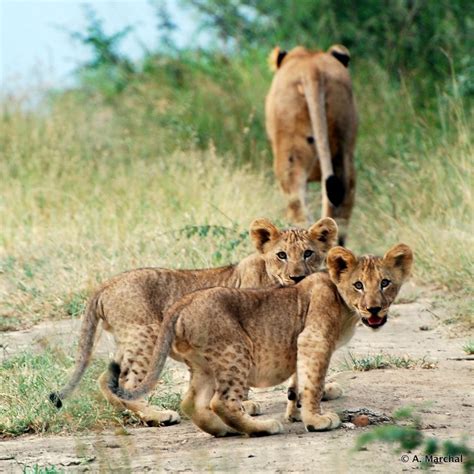Lioness And Two Cubs In Imfolozi Wildlife Act