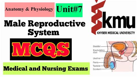 Mcqs Of Male Reproductive System Anatomy And Physiology Mcqs