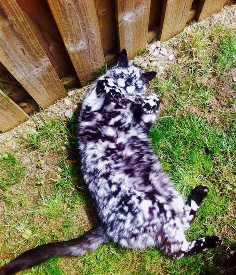 Meet Scrappy A Stunning Marbled Cat With A One Of A Kind Coat With A