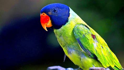 কালোমাথা টিয়া Grey Headed Parakeet Funny Parrots Videos
