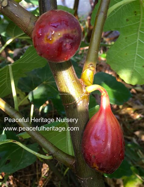 Lsu Purple Fig Certified Organic Peaceful Heritage Nursery
