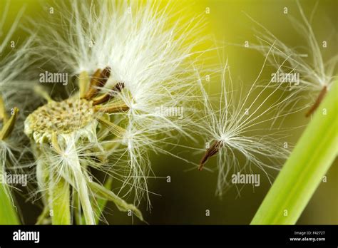 Sow Thistle Seeds Stock Photo Alamy