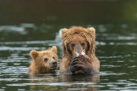 15 Un Bear Ably Cute Momma Bears Teaching Their Teddy Bears