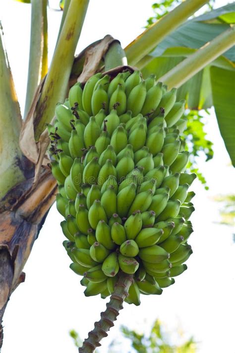 Banana Bunch On Tree Stock Photo Image Of Cluster Nutrition 23770262