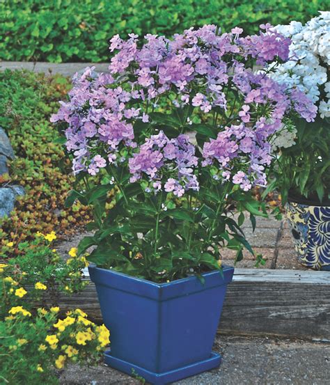 Perennial Solutions Phlox Opening Act Blush Greenhouse Product News