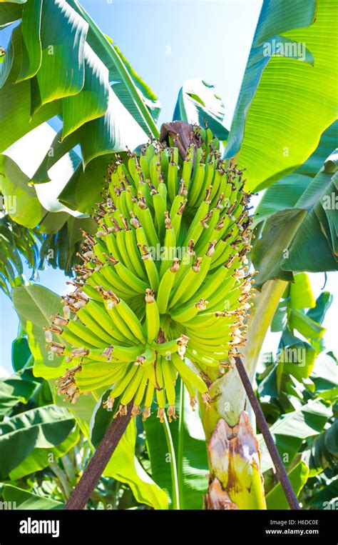 Bananas Grow In Clusters Hanging From The Top Of The Plant Paphos