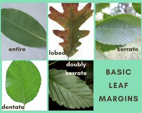 Leaf Margins 1 Plant Leaves Leaves Plants