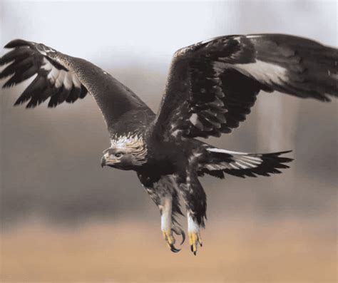 34 California Birds Of Prey Pics And Where To Find Them