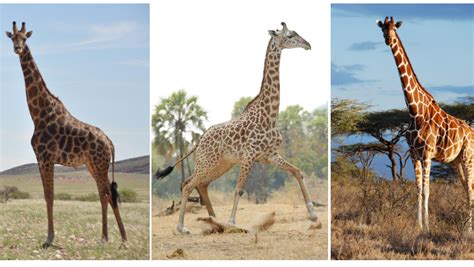 A Quadruple Take On The Giraffe There Are Four Species Not One The