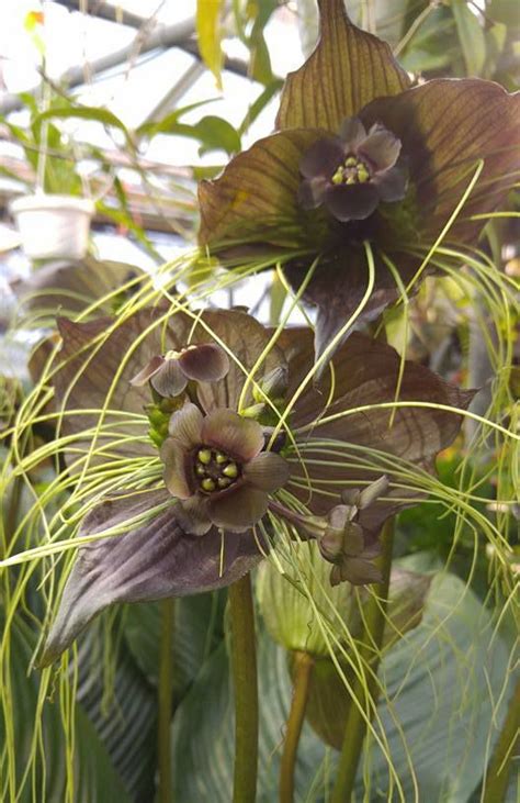 Potratz floral shop & greenhouses delivers flowers and gifts to the erie, pa area. Home - Potratz Floral Shop and Greenhouses
