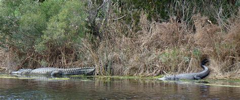Alligator Duo On Kiawah Island Photograph By Rosanne Jordan