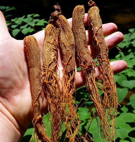 Red Panax Ginseng 6 Years Old Ginsengstoreandmore