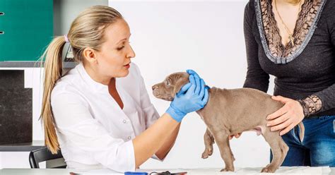 The Essential Guide To Deworming Your Puppy Jolly Paws Gazette