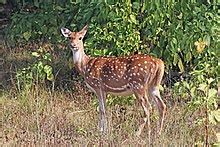 Axis bank uses a combination of secure socket layer (ssl). Chital - Wikipedia