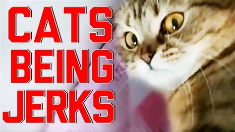 Cats Being Jerks Video Compilation Failarmy Funny Cat Videos
