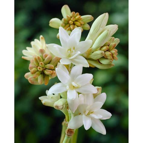 Bloomsz Double Tuberose The Pearl Bulbs 3 Pack 10428 The Home Depot