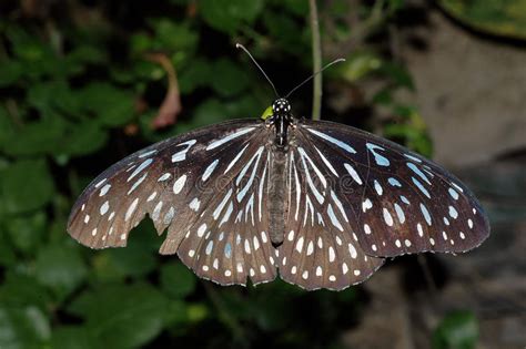 Black With Light Blue Dots Butterfly Stock Image Image Of Beauty
