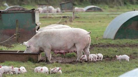 Mother Sow With Piglets Pigs Free Range Pig Farm Scarborough