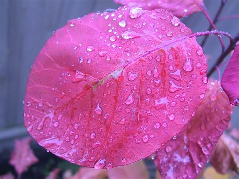 Presentano foglie alterne e infiorescenze formate da piccoli fiori a stella bianchi o rosa, riuniti in pannocchie o racemi. Arbusti, eccone alcuni a foglie rosse per giardini e siepi ...