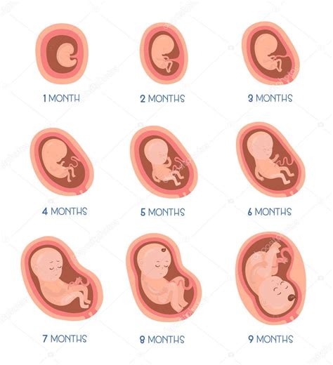Etapas Del Desarrollo Embrionario Iconos Infografía Plana Vectorial