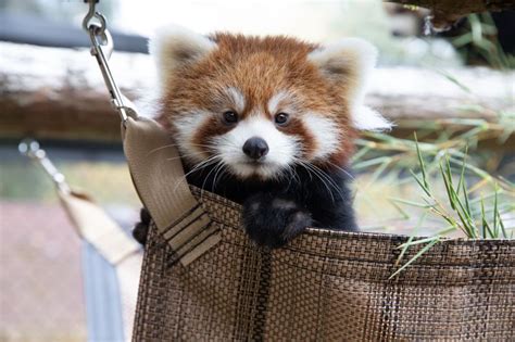 Red Panda Baby Animals Pictures Animals And Pets Red Panda Cute